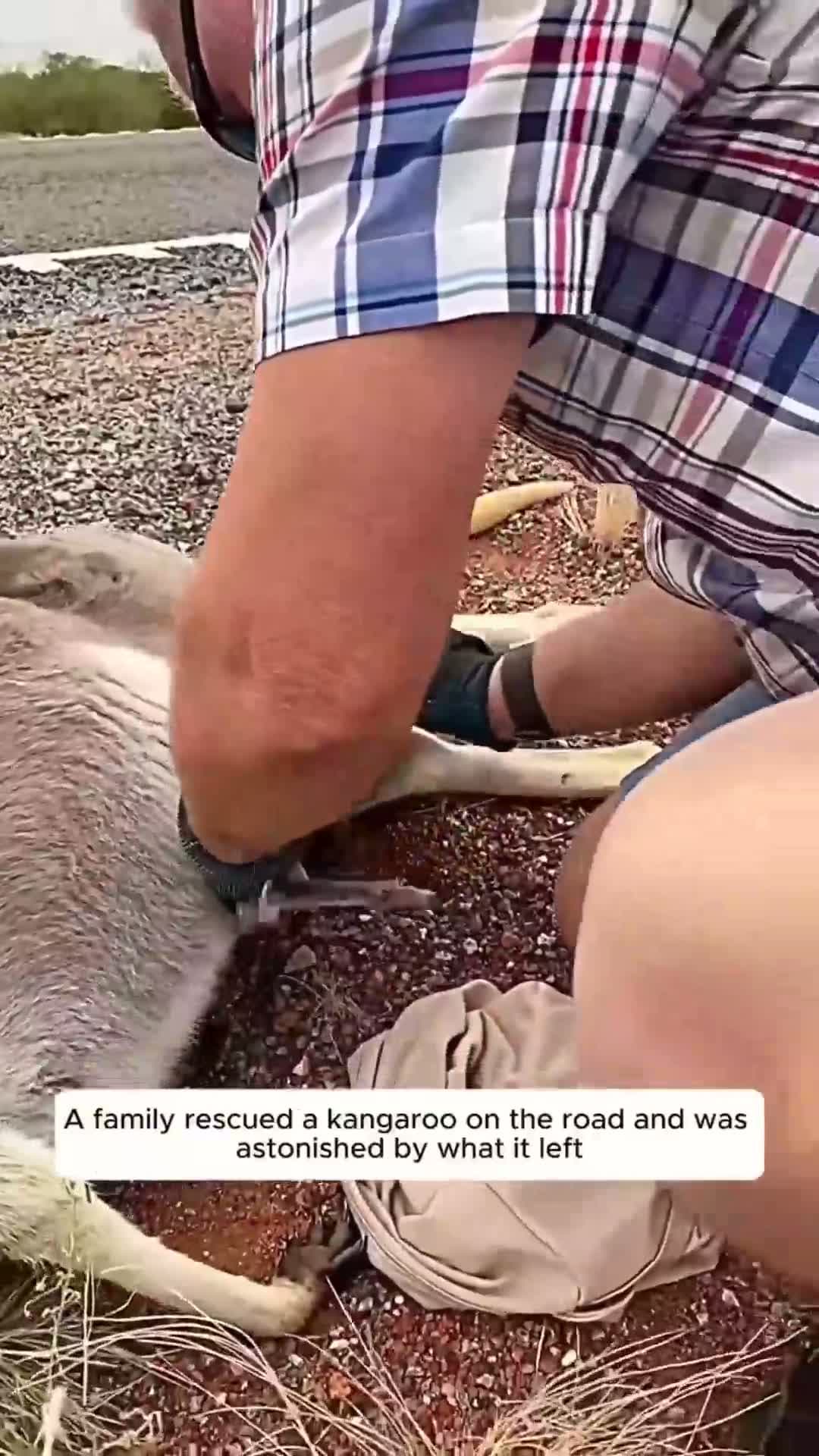 cover for They tried to rescue the mom but instead rescued the bay kangaroo. What a blessing to find the baby still alive. #rescue #baby #kangaroo #wildlife #fyp #viral #scoopz #trending #love #adorable #kindness 