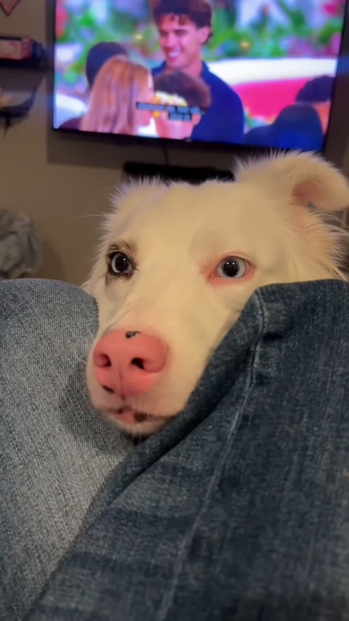 cover for Funny dog compilation 18 #dog #doglover #dogrescue #funnydog #cutenessoverload