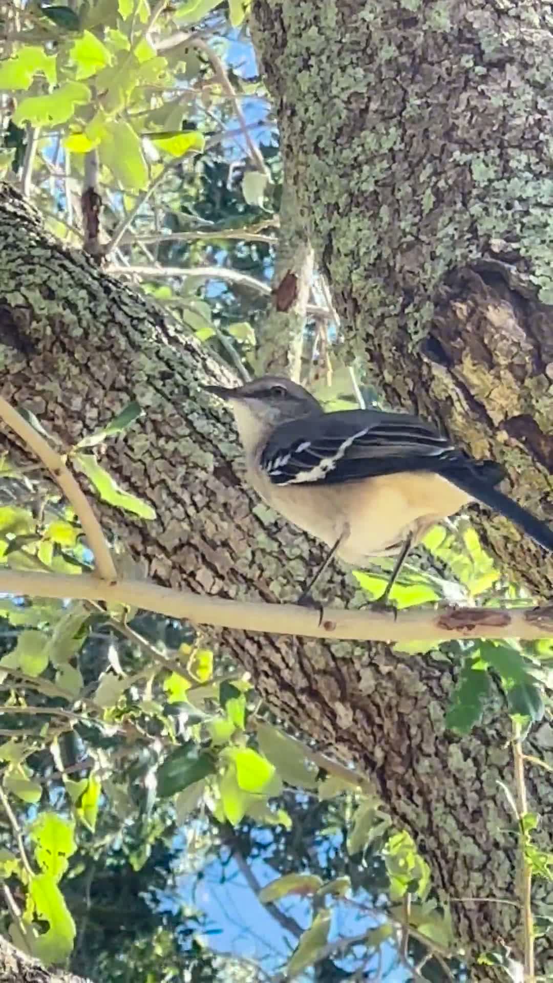 cover for When a mockingbird turns into a music star 🎶🐦 #MusicalMockingbird #BirdSongs #NatureMagic