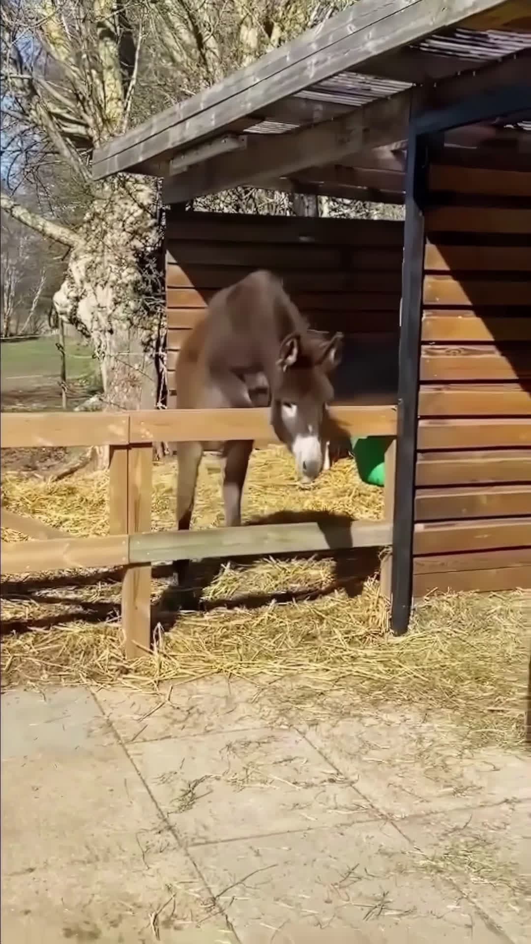 cover for #mademesmile#Funny donkey #fyp #fpyシ #Love #donkeysoftiktok #funnyvideos 