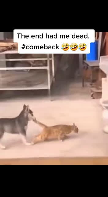 cover for Cats getting hilarious revenge on dogs! 🐱🐶 #FunnyAnimals #PetFails #CutePets