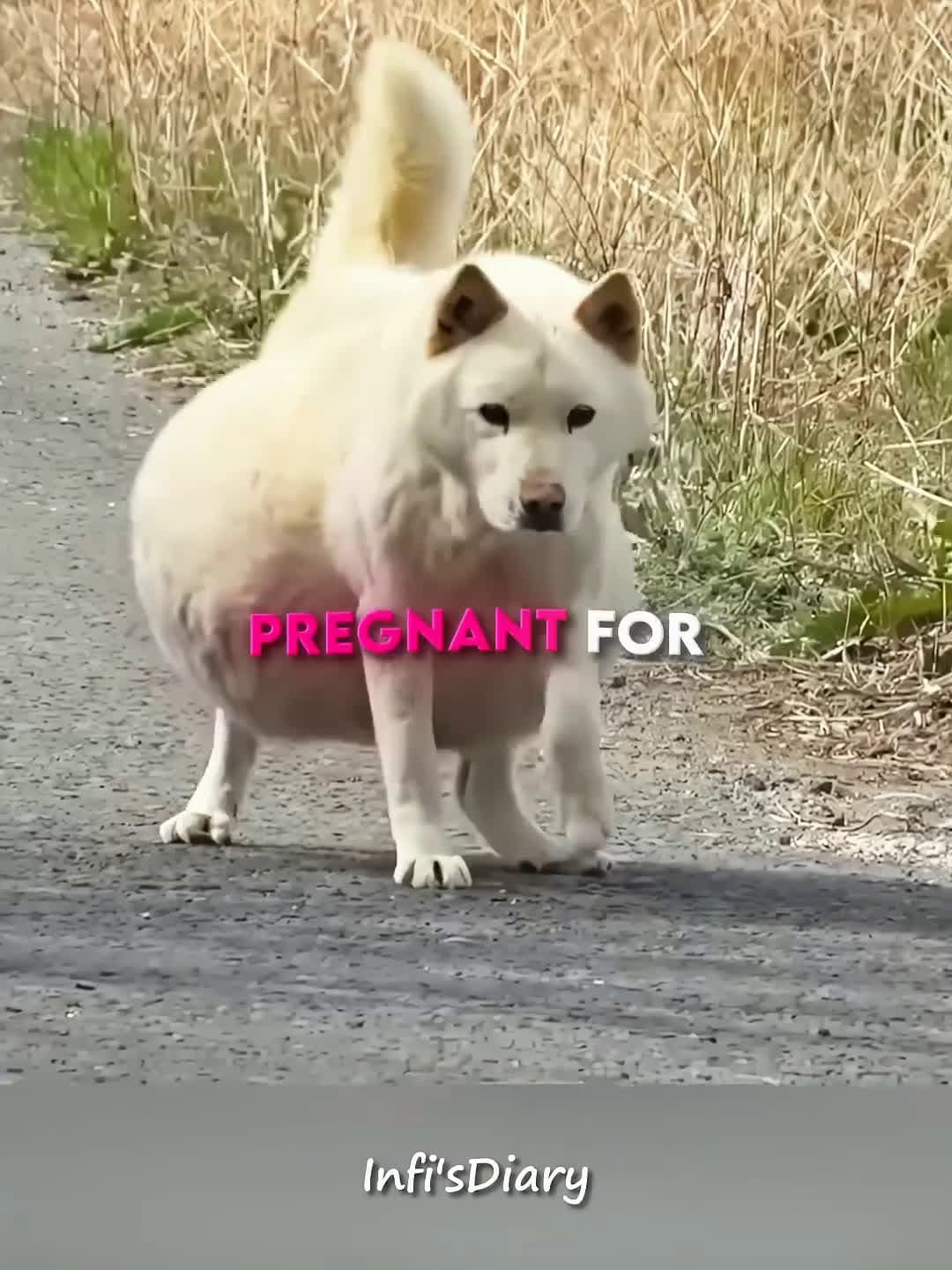 cover for pregnet dog 