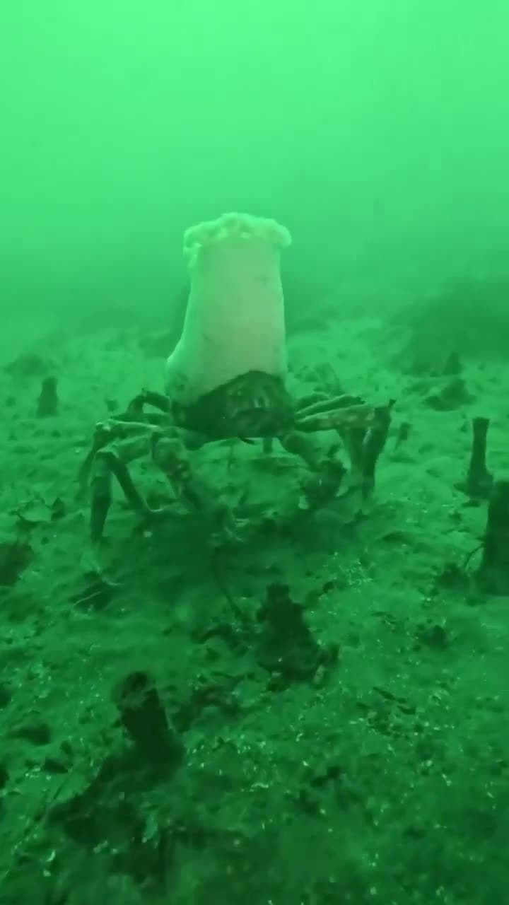 cover for Watch masking crabs rock anemones like chef hats for protection and a snack! 🦀 #NatureHacks #OceanLife #CrabFacts