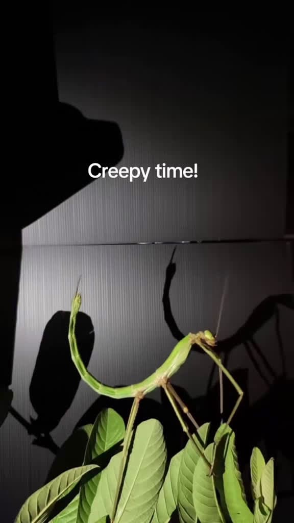 cover for You won't believe this creepy transformation! 🦗🌀 #PrayingMantis #Creepy #Shapeshift