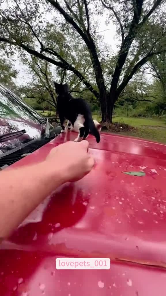 cover for Scare my cat just a prank.cats cutecats foryou funnytiktok funnyvideos usa funnya 09323 #shortvideosscoopz