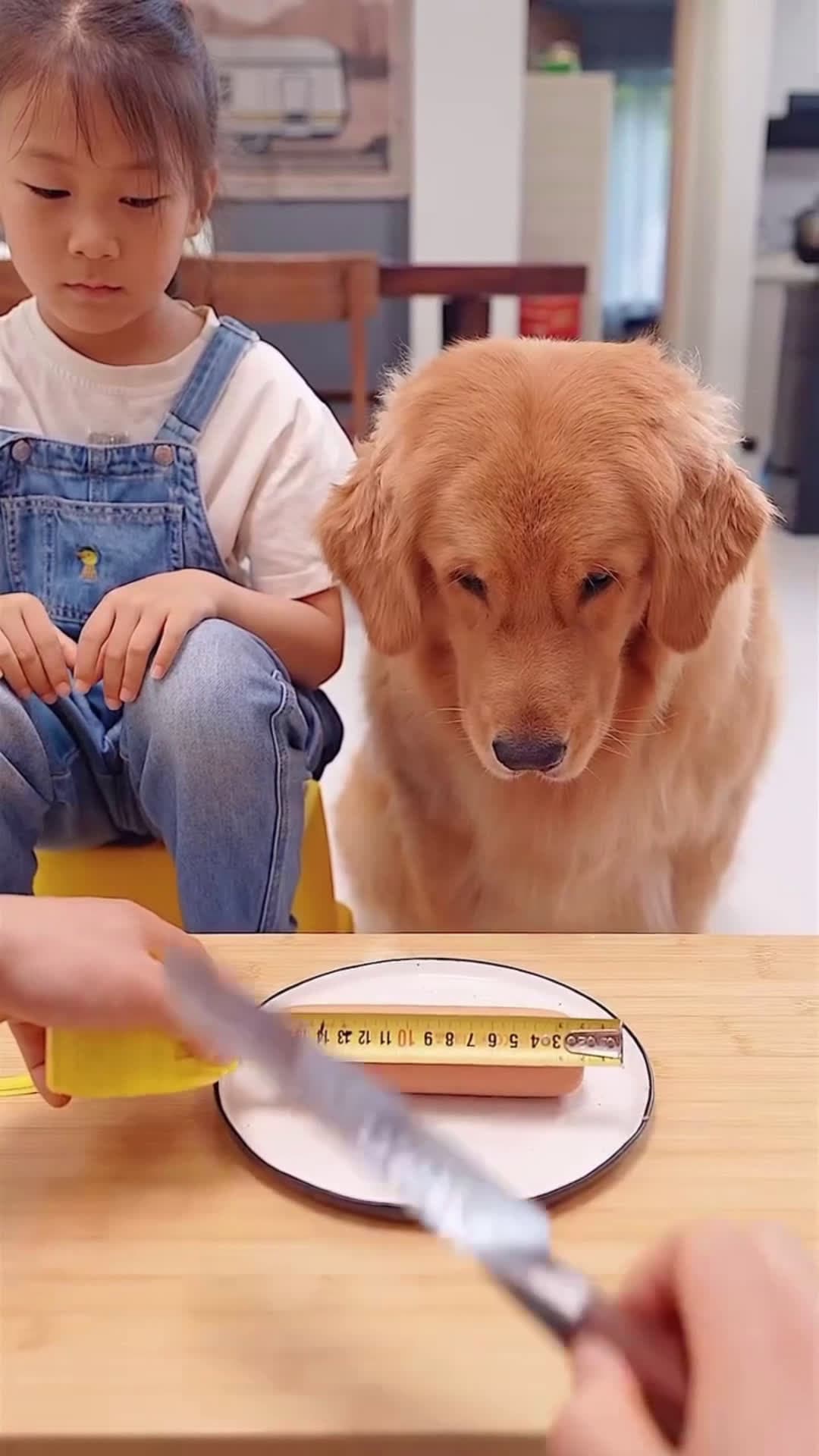 cover for  It's just a joke😂 #funny #funnydog #goldenretriever #doglover #viral 