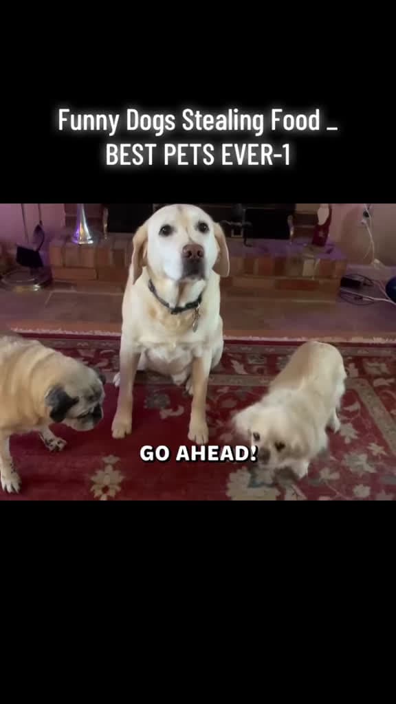 cover for Hilarious dogs caught stealing snacks! 🐶🍕 #FunnyDogs #PetFails #CutePets