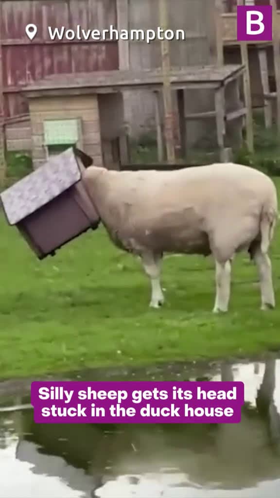 cover for A silly sheep got a duck house stuck on his head. The four-year-old ram called Dennis was 20438 #nicevideo
