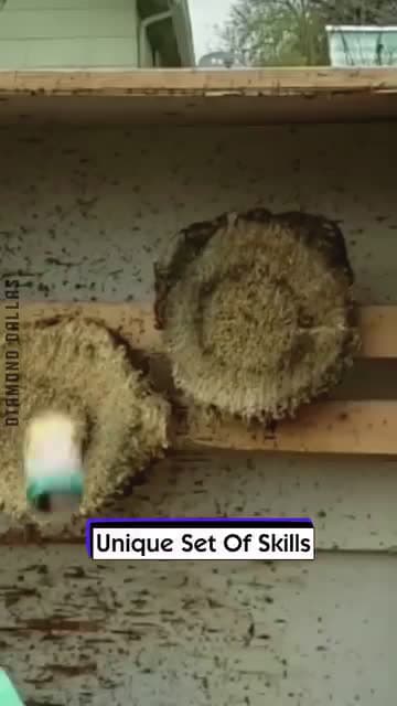 cover for Unique Set Of Skills 2