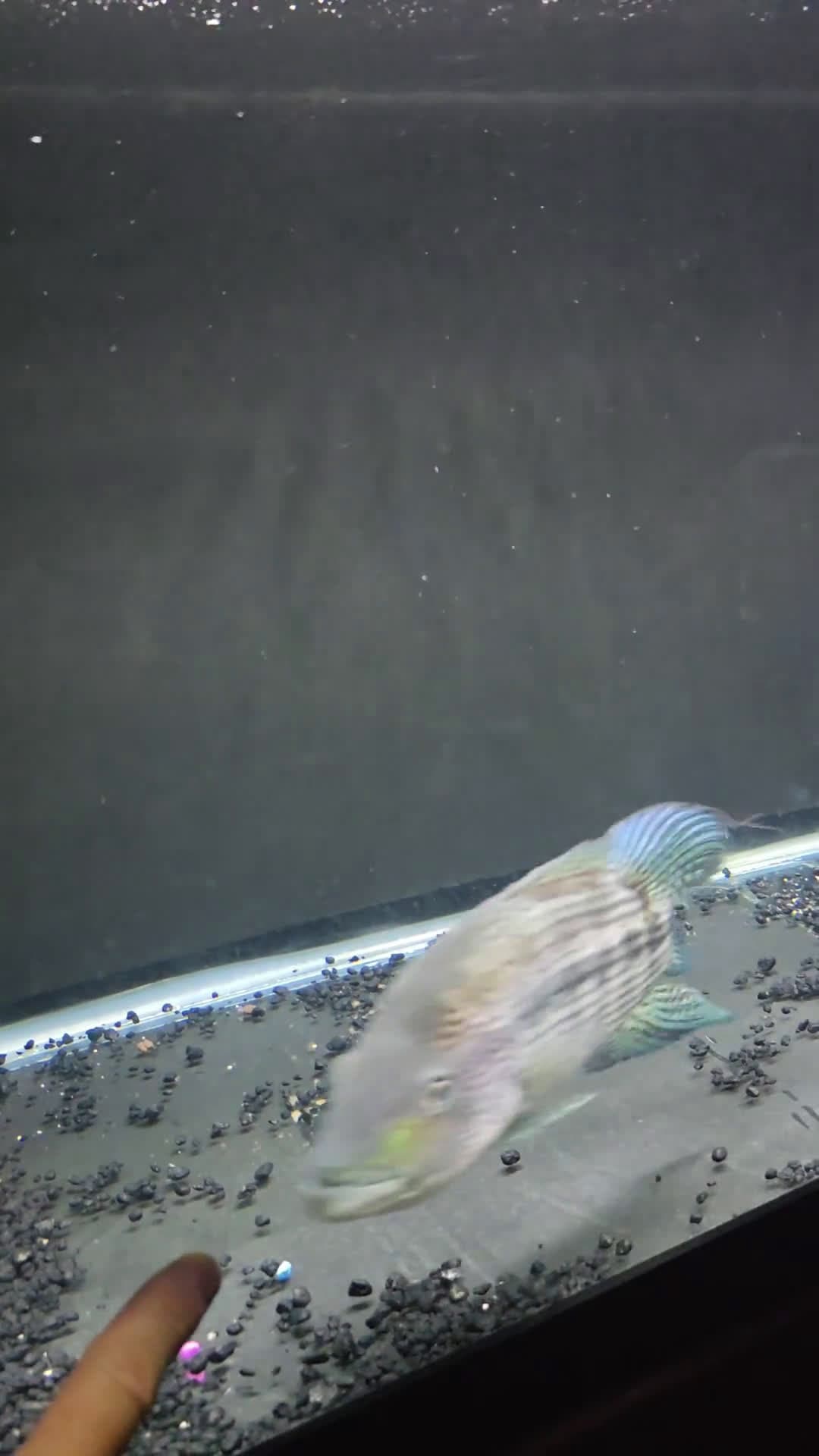 cover for That Dovii just attacked me! 😱🐟 #Dovii #Cichlid #Aquarium #FishTank #FishAttack