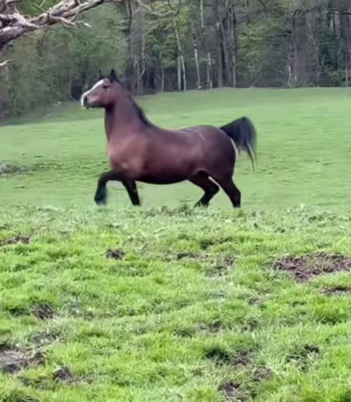 cover for Horse Video 76 #horse #horsesoftiktok #horselover #horselife #horselifestyle #funnyhorse #fpy