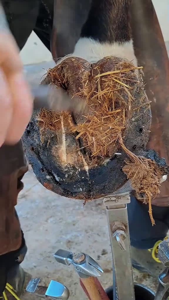 cover for farrier tiktok farriersoftiktok farriersontiktok house asmrsounds asmrvideo fyp foryou 02731 #trending