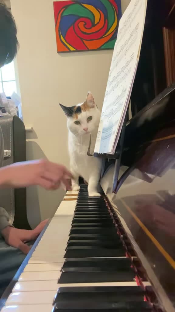 cover for When that first C echoed, I knew I had to lock in the groove 🎹😺 #piano #jazz #cat #music