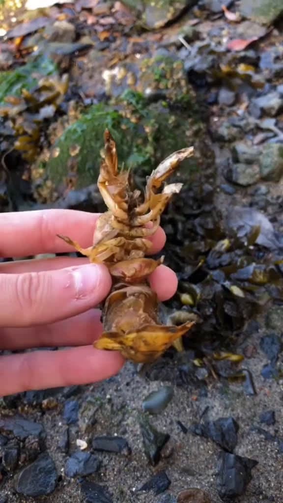 cover for Do You Even Want to see Shrimp rescues? ❤️🥹 #animals #nature