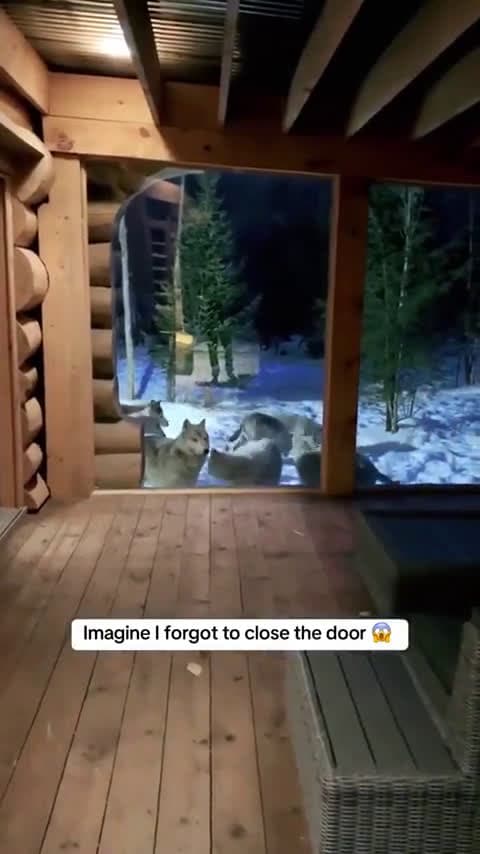 cover for Up Close and Personal with a Wolf Pack! 🐺🔥 #Wolves #WildlifeAdventure #NatureLovers