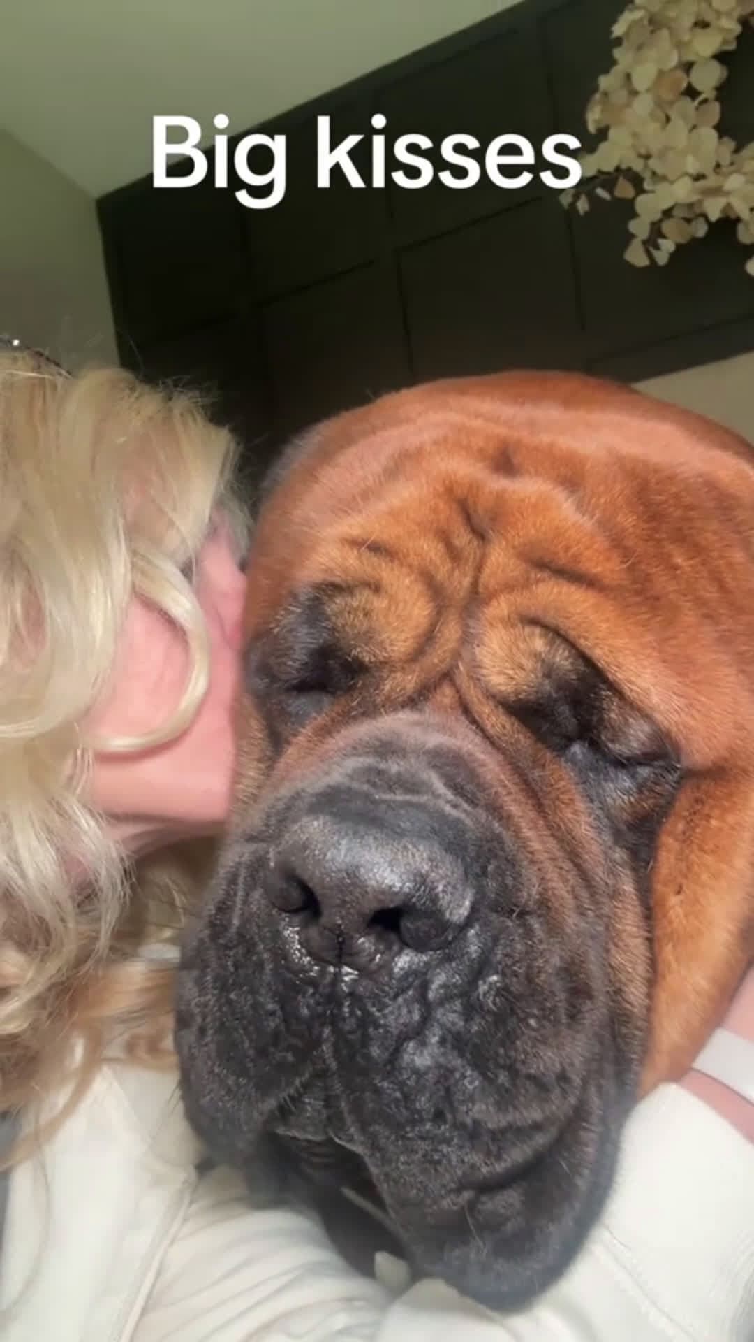 cover for Big kisses #handsomeboy #dogs  #englishmastiff #velcrodog #spoileddog #scoopzanimalvideo 