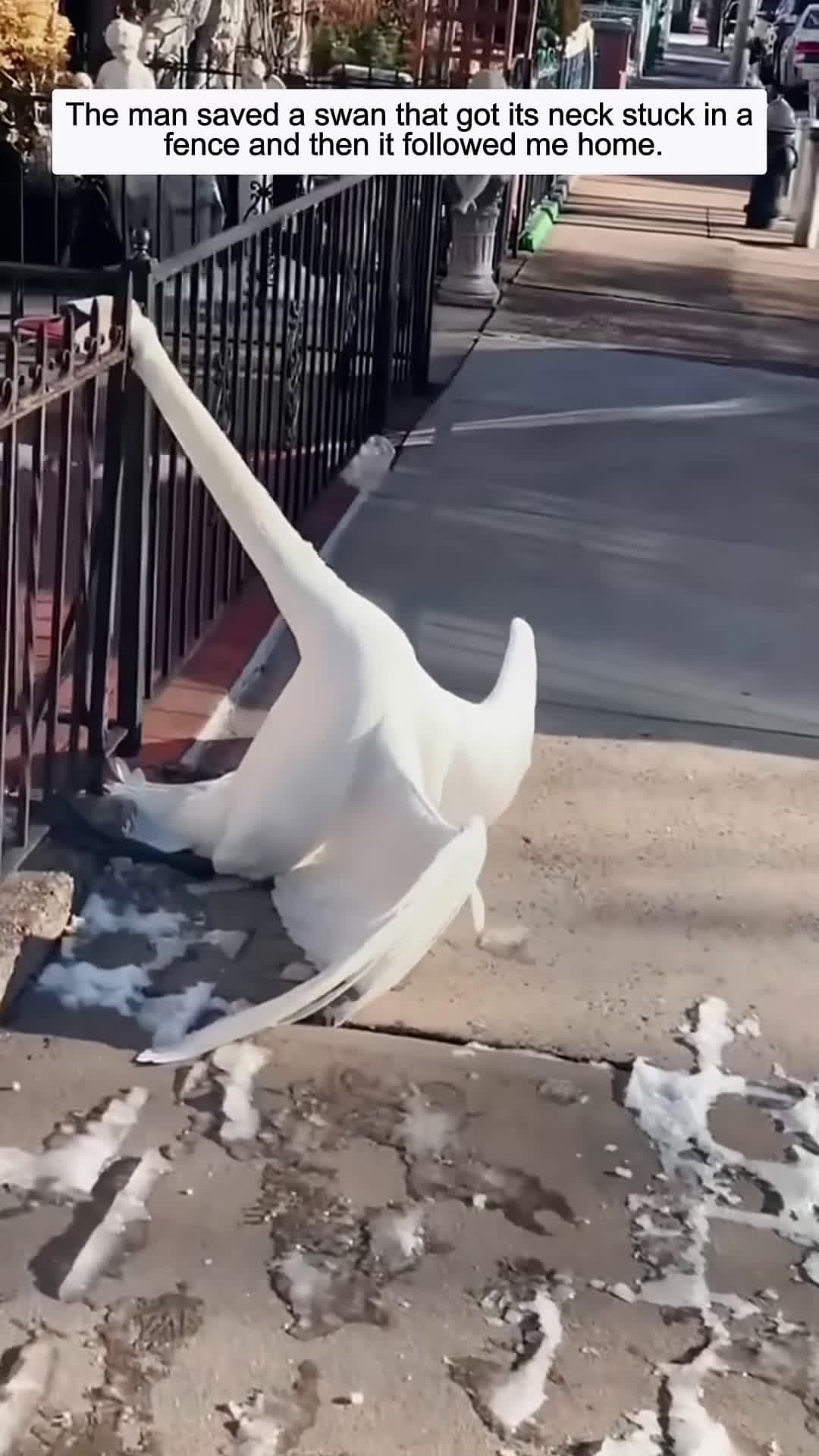 cover for The man saved a swan that got its neck stuck in a fence and then it followed me home
