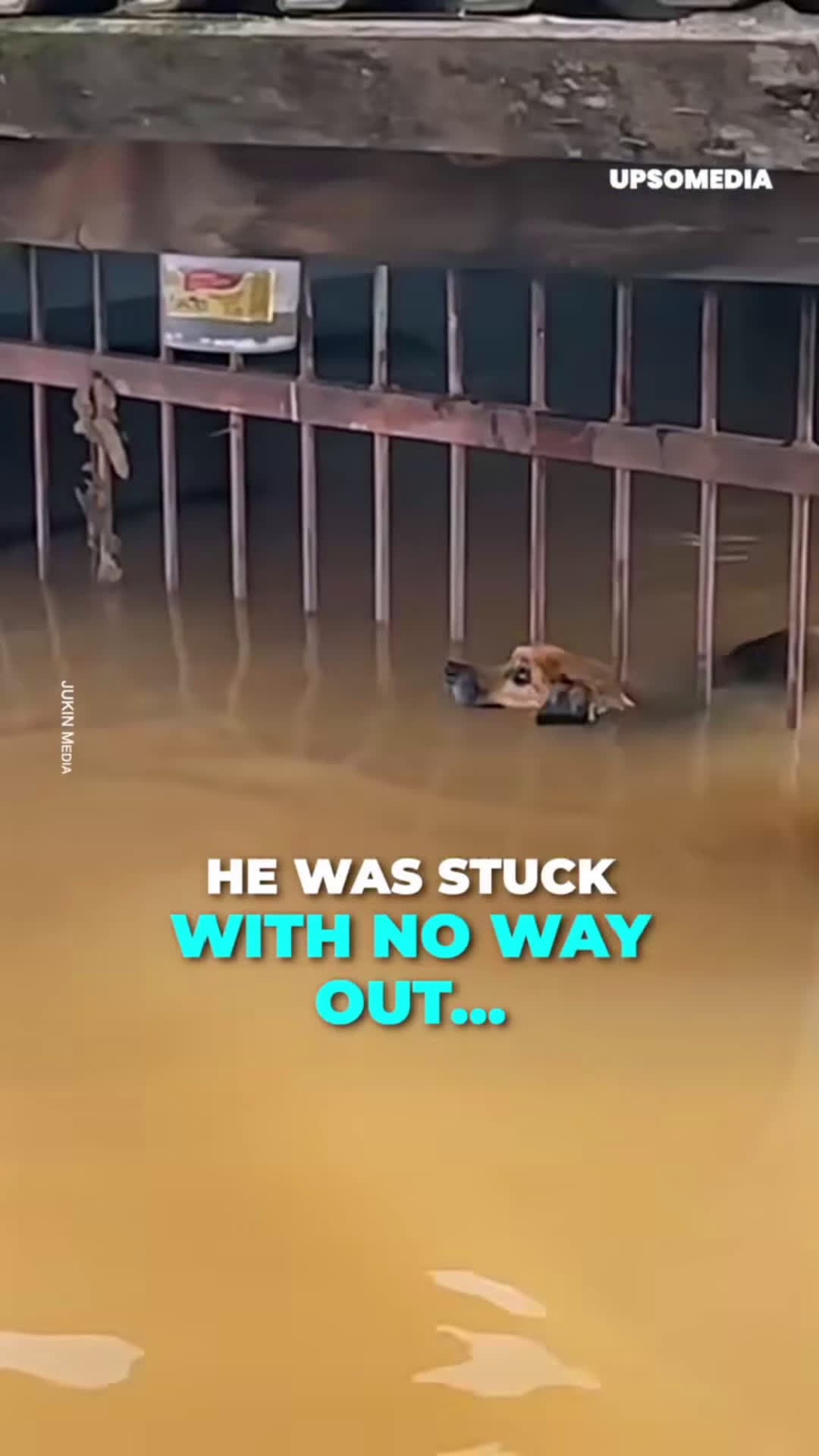 cover for Dog is rescued from flood