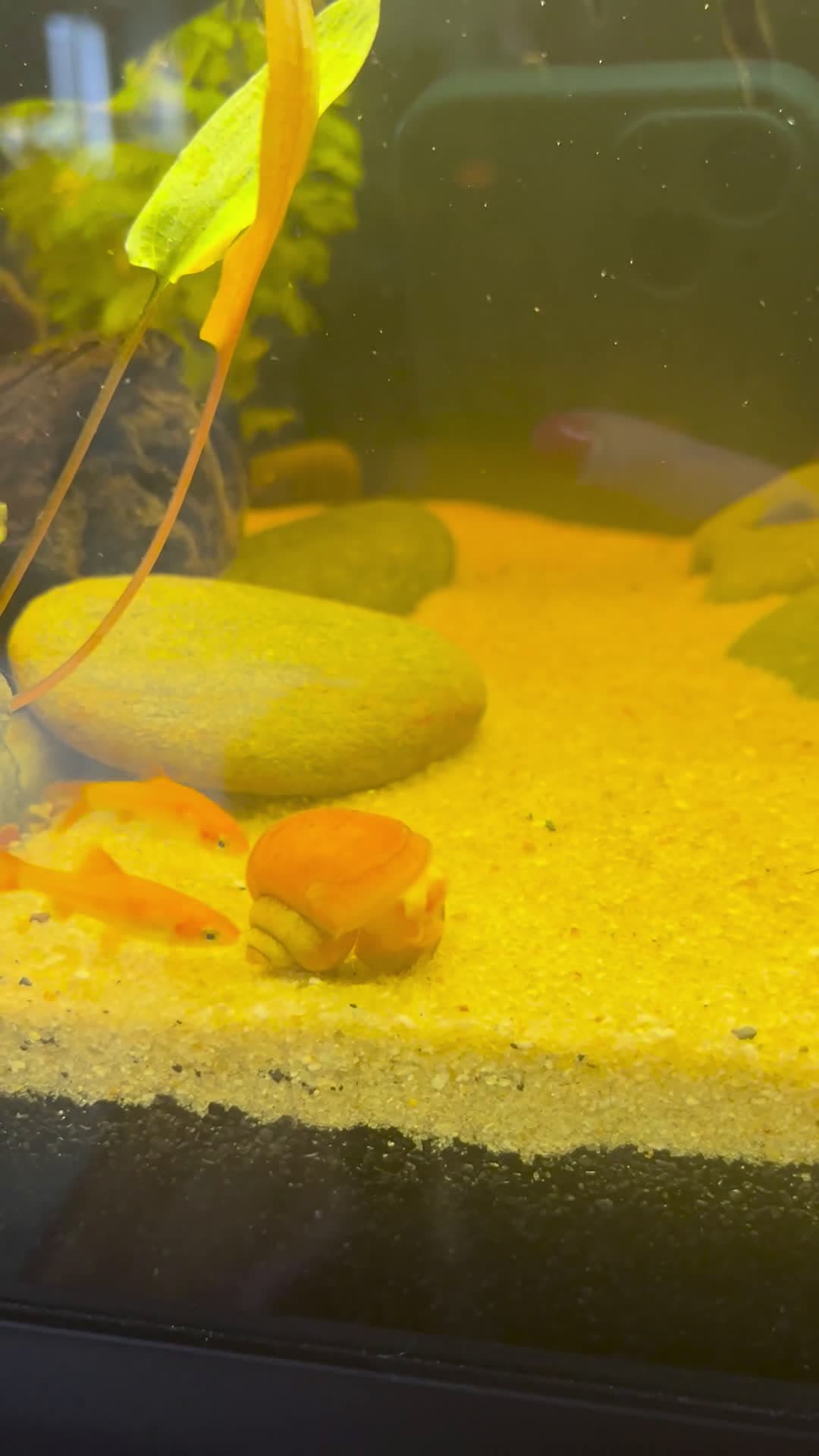 cover for Gold barbs light up the tank with nonstop swimming action 🐟✨ #GoldBarb #AquariumLife #FishWatching