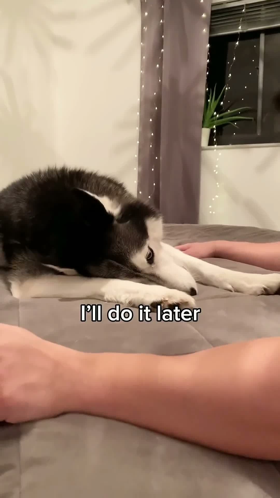 cover for Telling My Husky She Stinks Goes Wrong 👀😳  #scoopz  #animals  #cute 