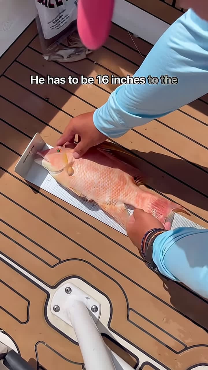 cover for I caught the worlds Prized fish on rod and reel Released