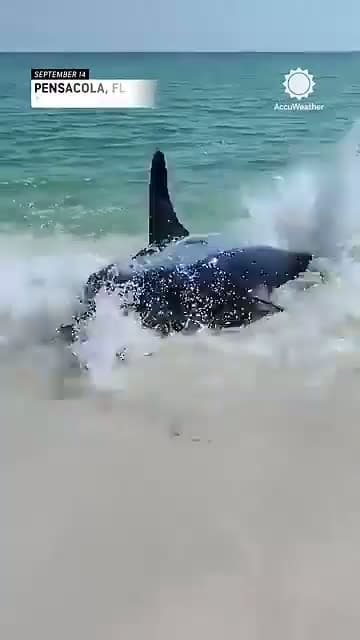 cover for Heroic Florida friends rescue a 10ft Mako shark 🦈🌊 #SharkRescue #FloridaAdventure #OceanHeroes