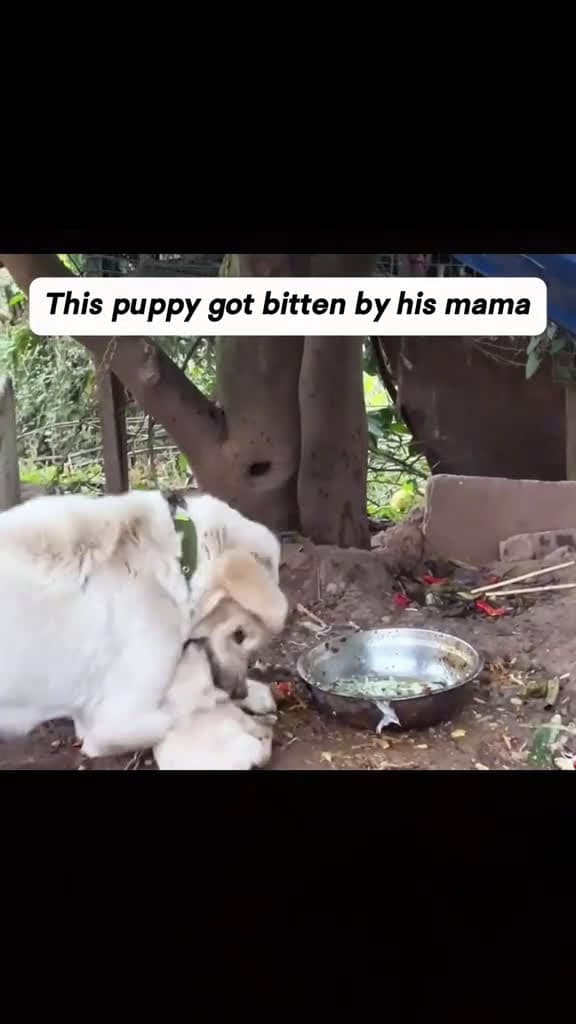 cover for rescue cute dog fyp dogsoftiktok 42862 #us