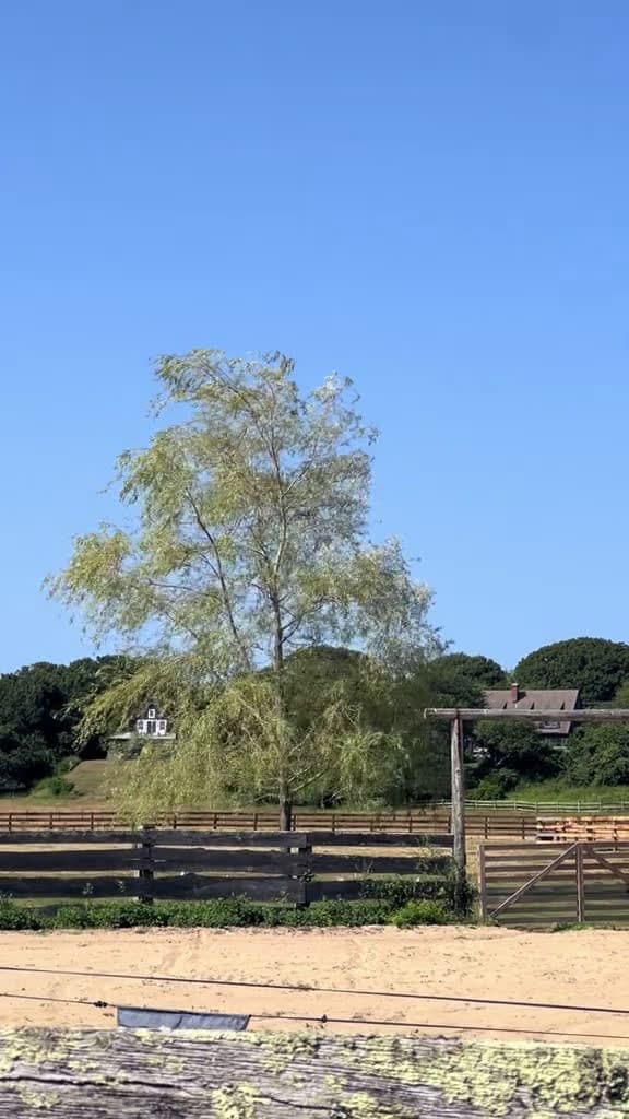 cover for You’ve never seen this? it’s called a rotissetree 🤣