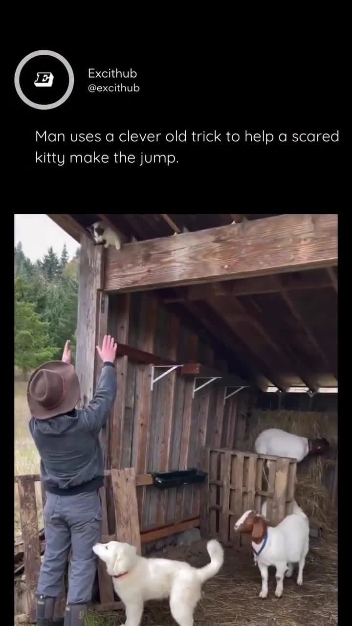 cover for Man uses a clever old trick to help a scared kitty make the jump🤣