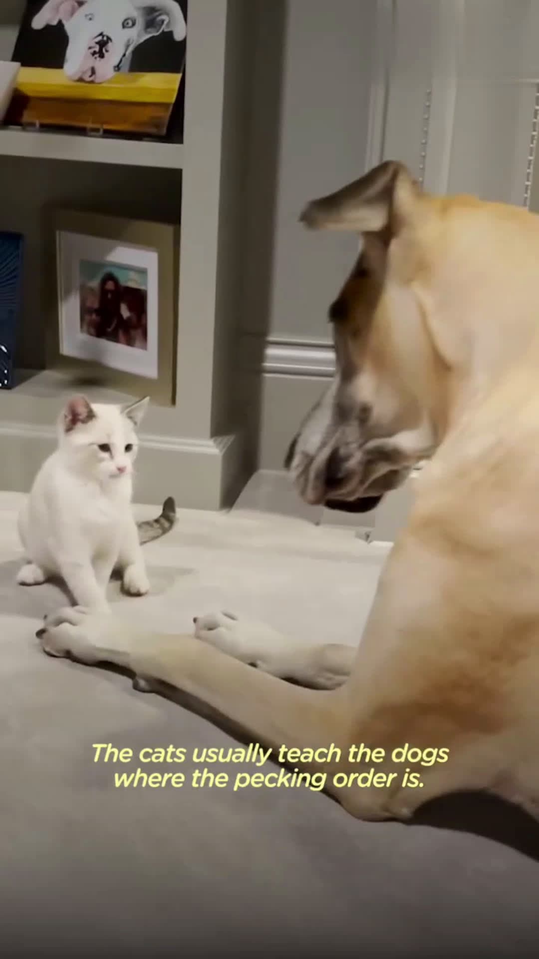 cover for Tiny Kitten Owns His 4 Dog SiblingsKitten steals Great Dane's bed and tries to eat out of his bowl 😹
