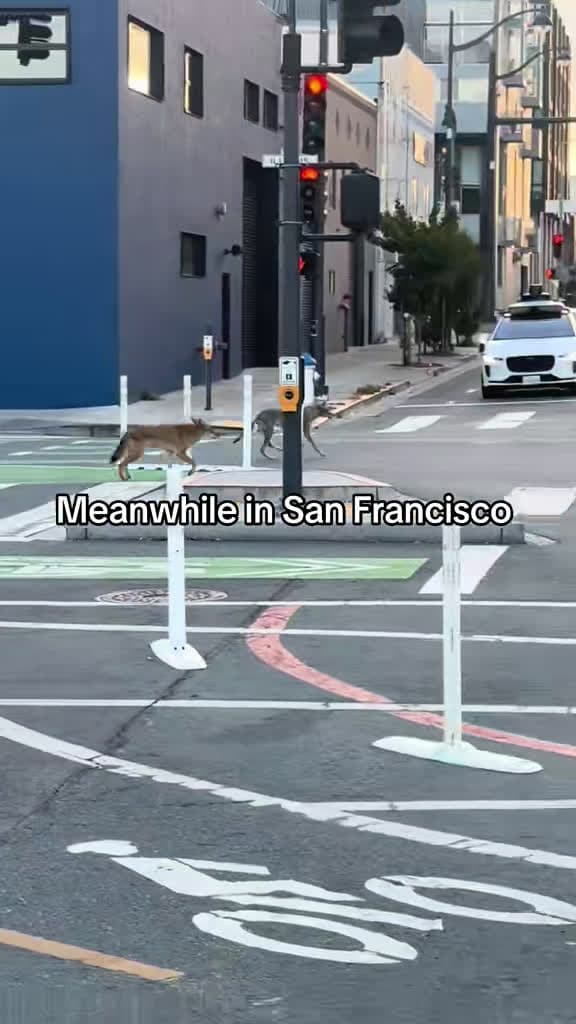 cover for Exploring the wild side of San Francisco! 🌉🌿 #SanFrancisco #BayArea #Wild #FYP