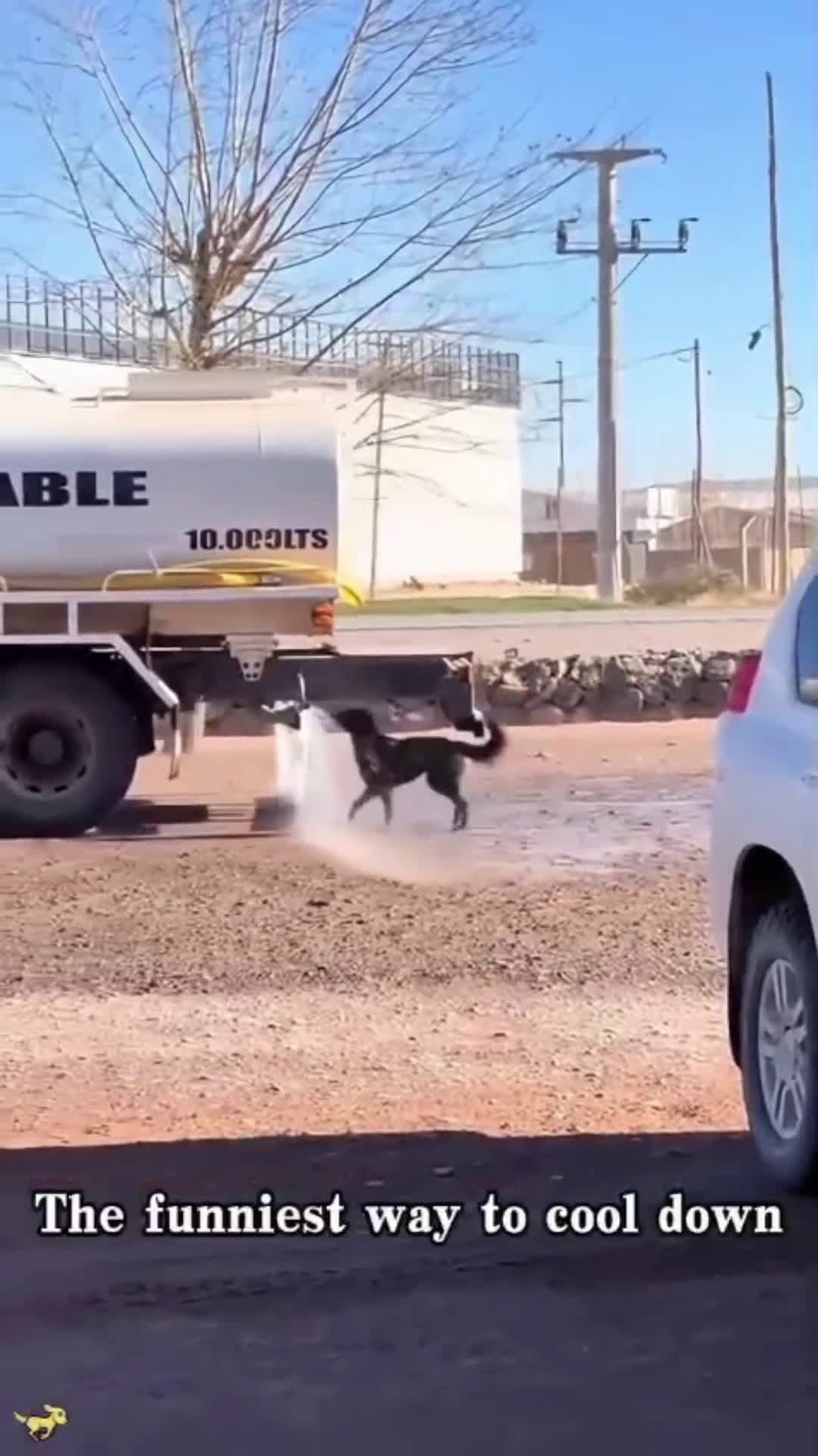 cover for #TooFunnyToScroll #funny #funnyvideos #foryou #viral #viralvideo #dog #animals #lol #hot #summer 🔥😅☀️🌡