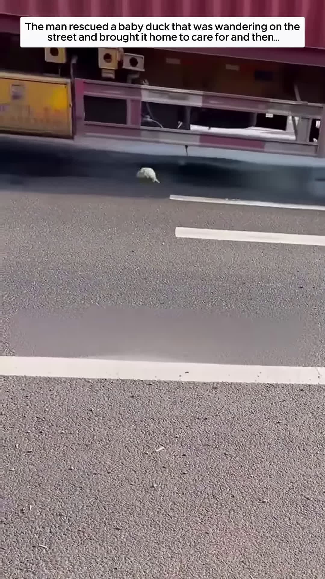 cover for The man saved a duckling that was wandering on the road and then animals animalshorts