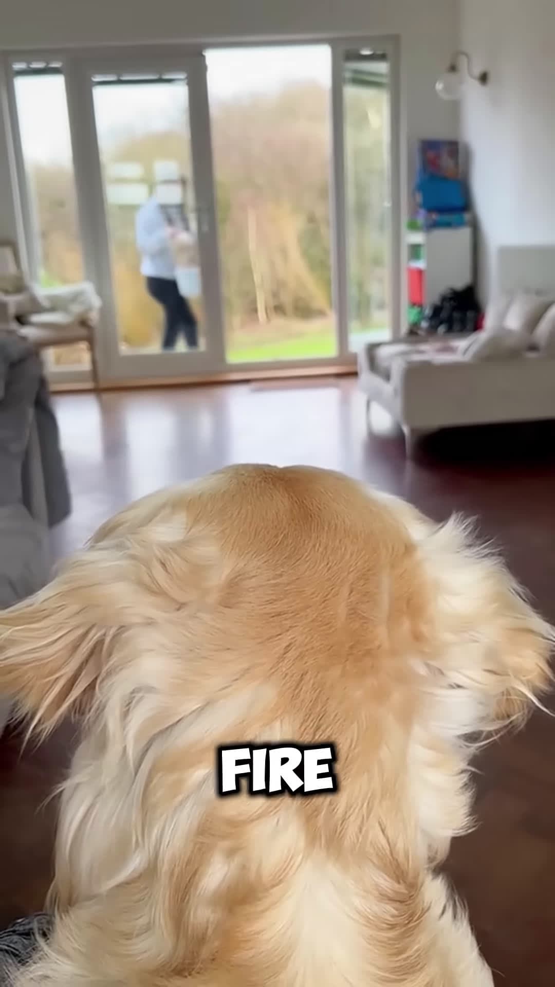cover for Dog Loses All Her Babies in a Fire What Happens Next Is Beautiful