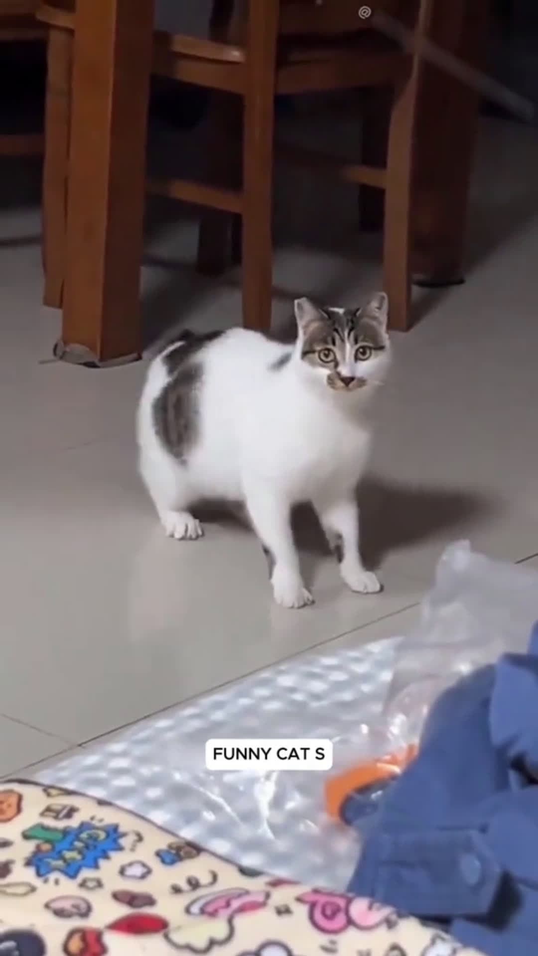 cover for ver funny cats, crazy I mean.#funnycat #funnycats #funnycatvideos #cats #catsoftiktok #crazy #catsvideo #funny #pet #pets 