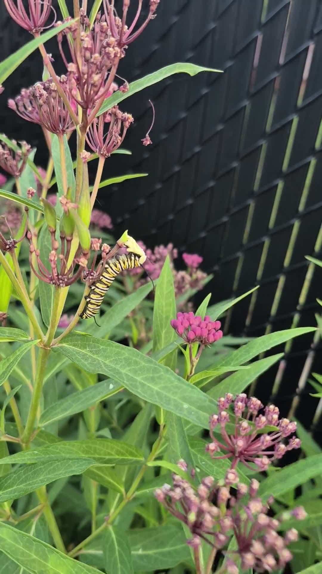 cover for Meet my very first monarch caterpillars! 🐛🦋 #MonarchButterfly #CaterpillarWatch #NatureLovers