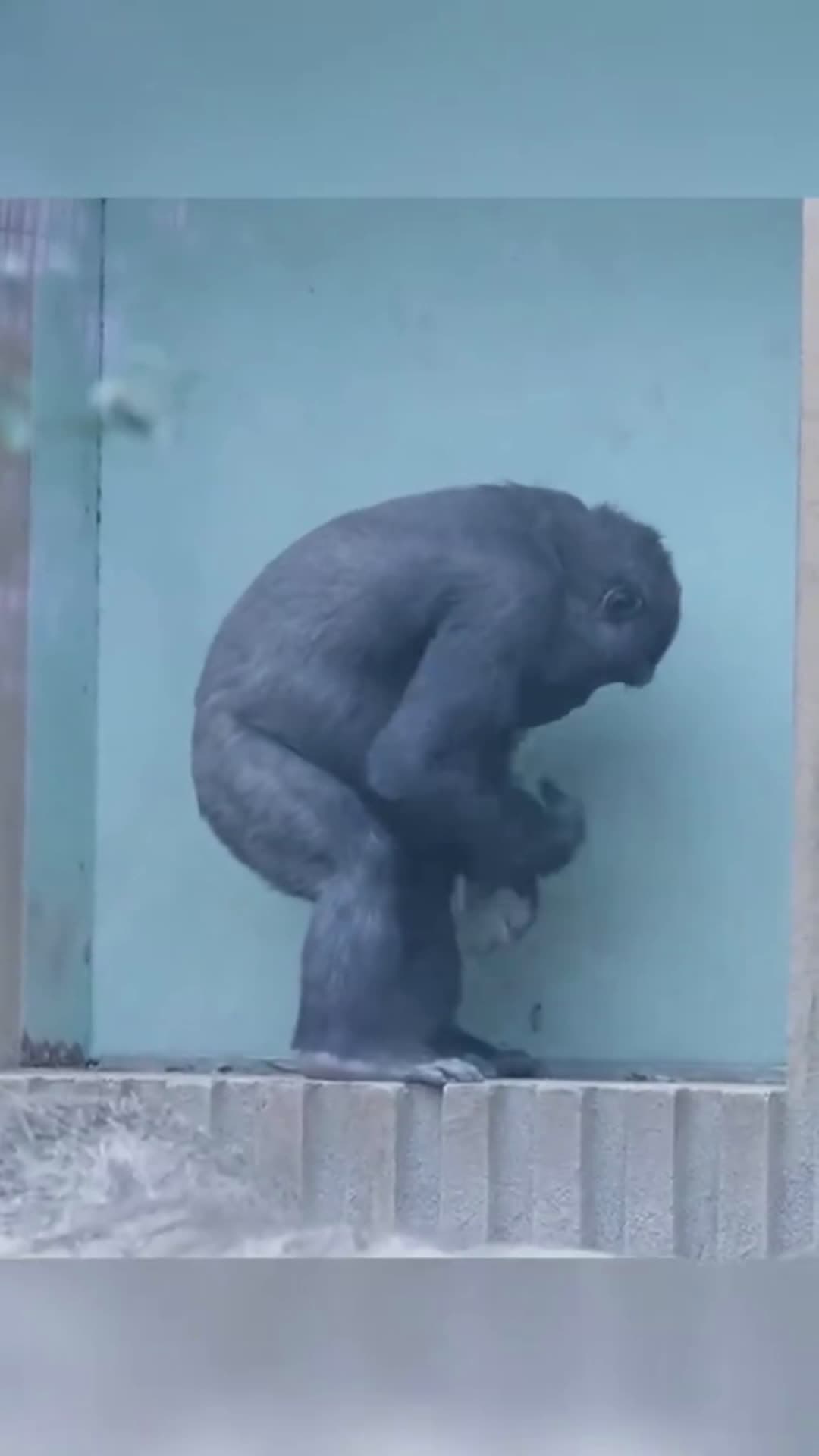 cover for 🐒😂 #gorilla #funny #fyp #likes #foryou   