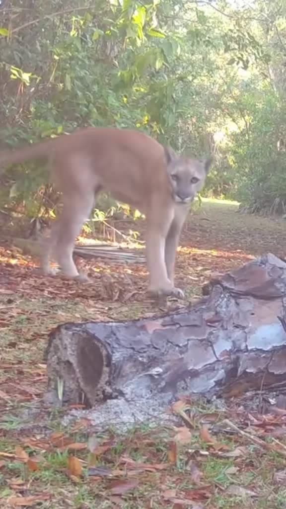 cover for Rare trail-cam moment: a Florida panther sharpens its claws on a fallen log and marks its territory in the Everglades 🐾📷 A breathtaking glimpse into Florida's wild, protected spaces. #FloridaPanther #Everglades #Wildlife #TrailCam