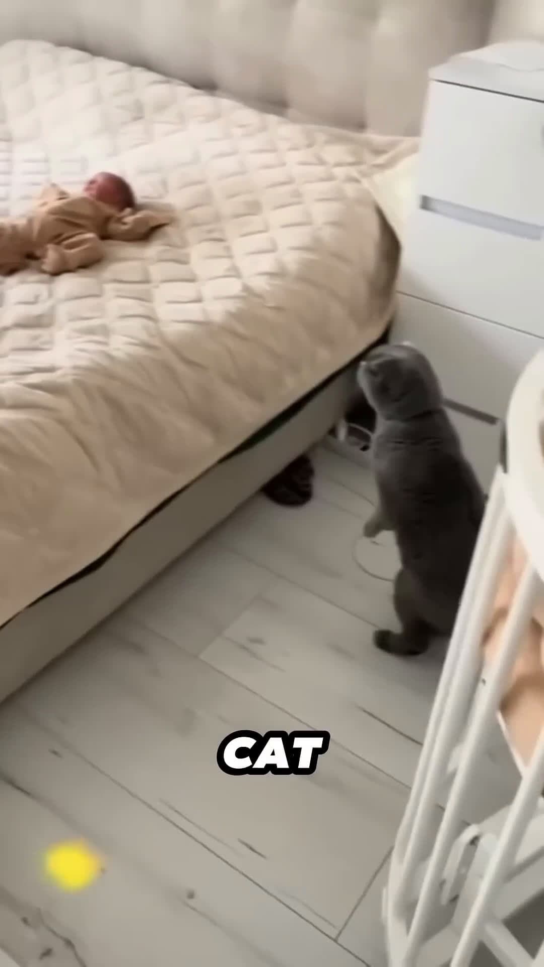 cover for This cat's reaction to meeting a newborn baby is hilarious 😂❤ #scoopzreels 