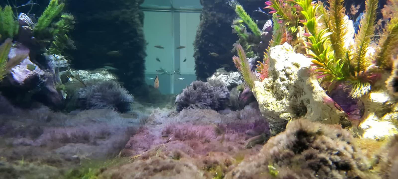 cover for Stunning 8-foot algae landscape you have to see! 🌿 #AlgaeArt #NatureBeauty #Aquascape