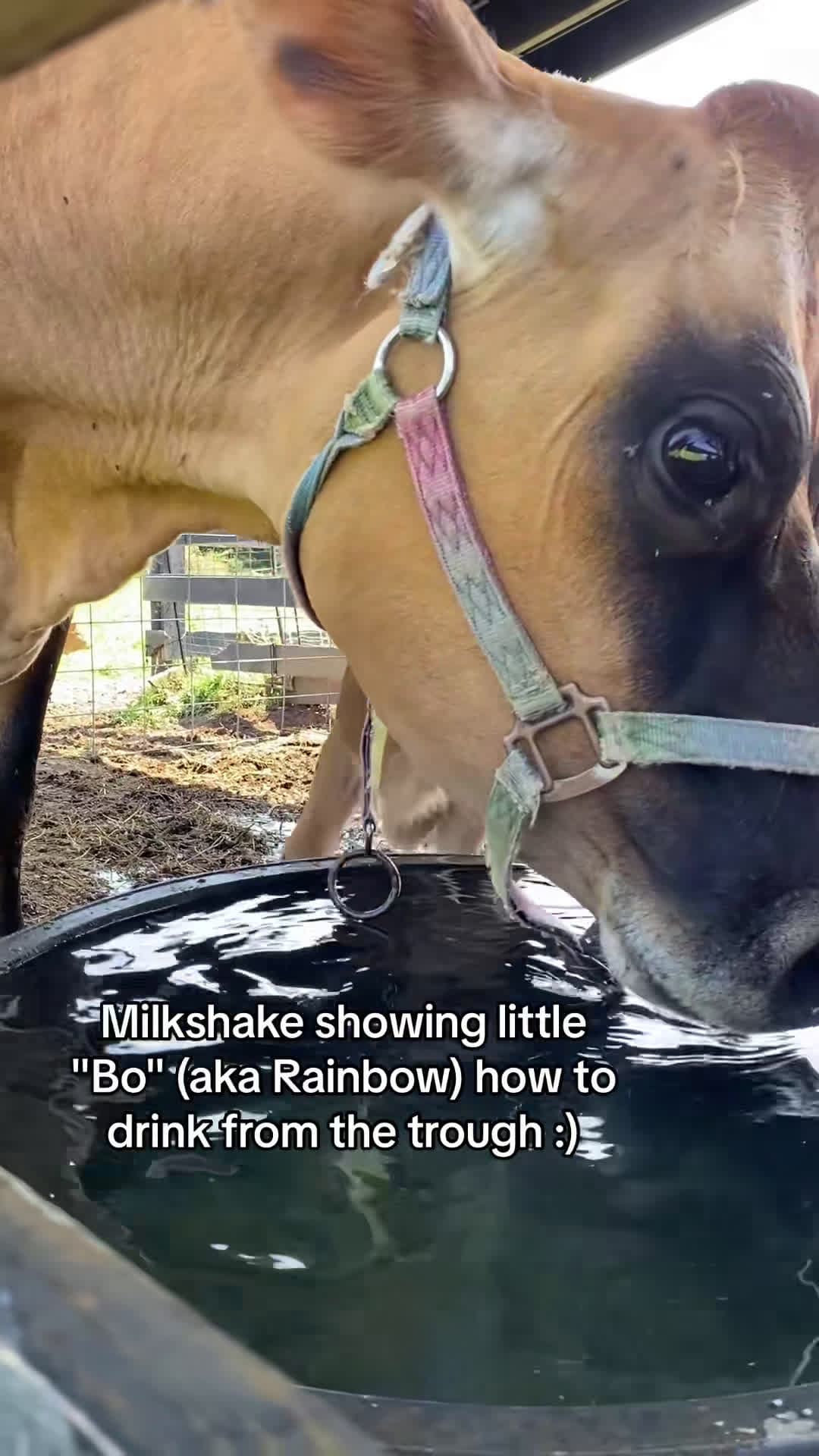 cover for The best mother ever - Milkshake is always do gentle and patient.  #cows #milkshakethecow #babycow #cuteanimals #cutebaby #cutecows #heartwarming #animalsoftiktok