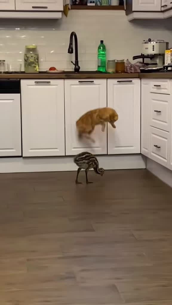 cover for The epic showdown between cat and chicken/duck is about to start! 🐱🐥 #InterspeciesFriendship #CatVsChicken #CutePetFunny
