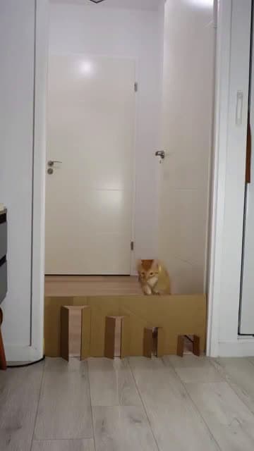 cover for Master of escape but too adorable to handle! 🐾 #EscapeArtist #TooCute #PetSkills