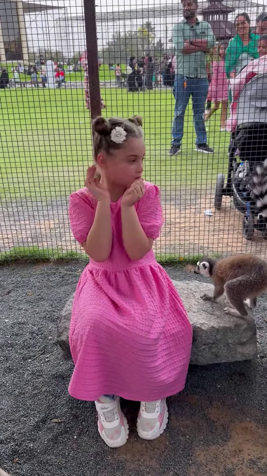 cover for #OddlySatisfying Precious Girl Startled of Jumping Lemurs at the Zoo.