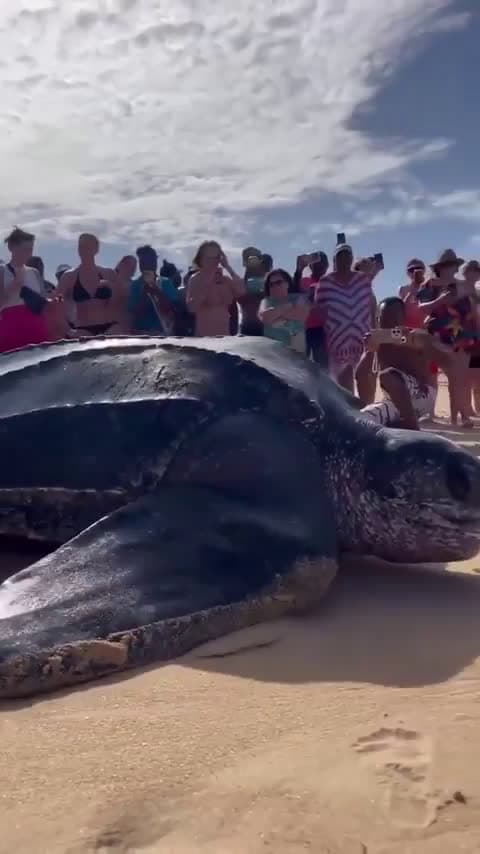 cover for Massive 1500lb Leatherback Sea Turtle spotted on the beach! 🐢 #SeaTurtle #Wildlife #Nature