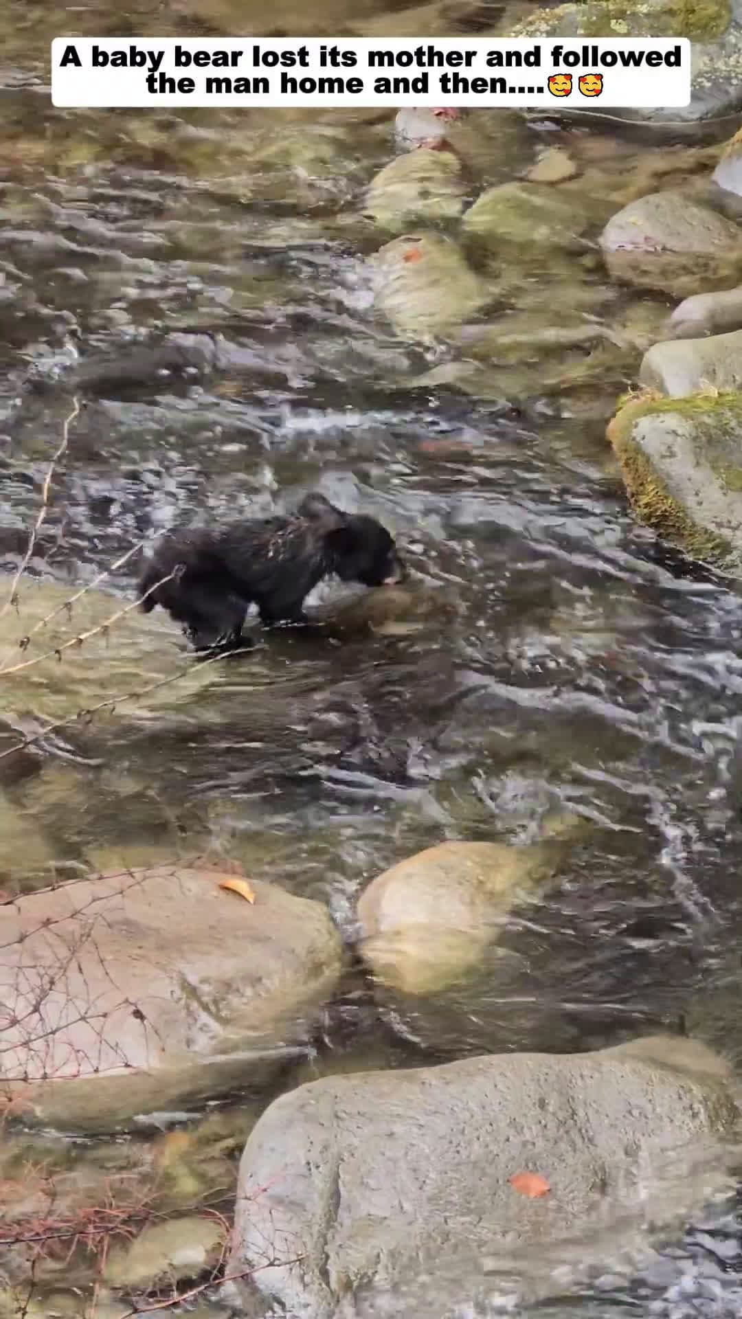 cover for A baby bear lost its mother and followed the man home and then bear babybear short