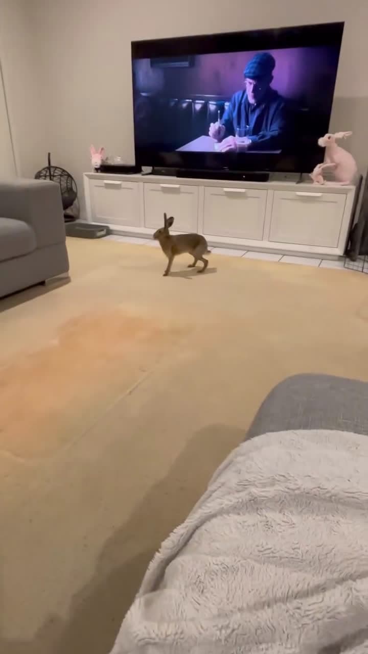 cover for Rufus the Hare brings us so much joy!He is funny and so happy. He has formed a unique bond with us that is so special. #FunniestVideoOnMyPhone#OddlySatisfying