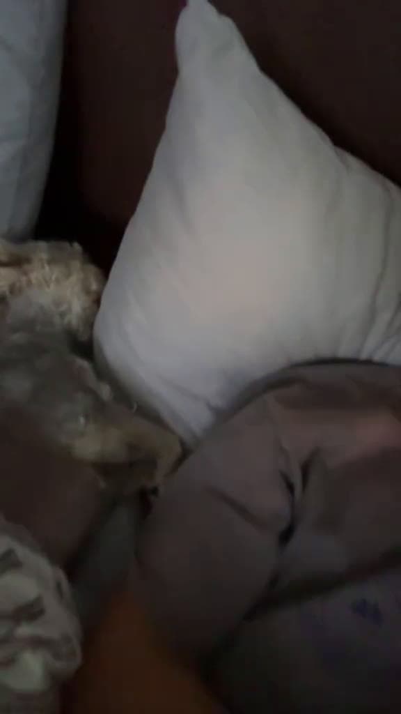 cover for dogsoftiktok 41087 #shortvideosscoopz
