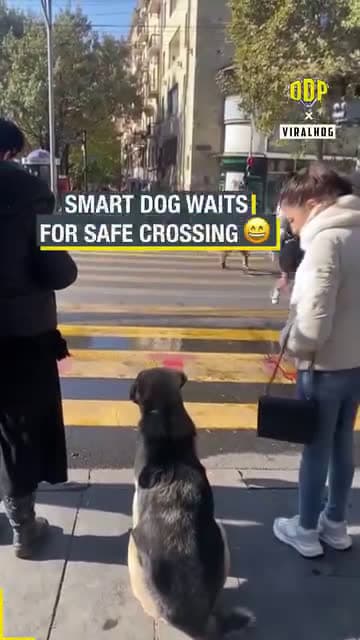 cover for Smart Dog Waits for Safe Crossing!