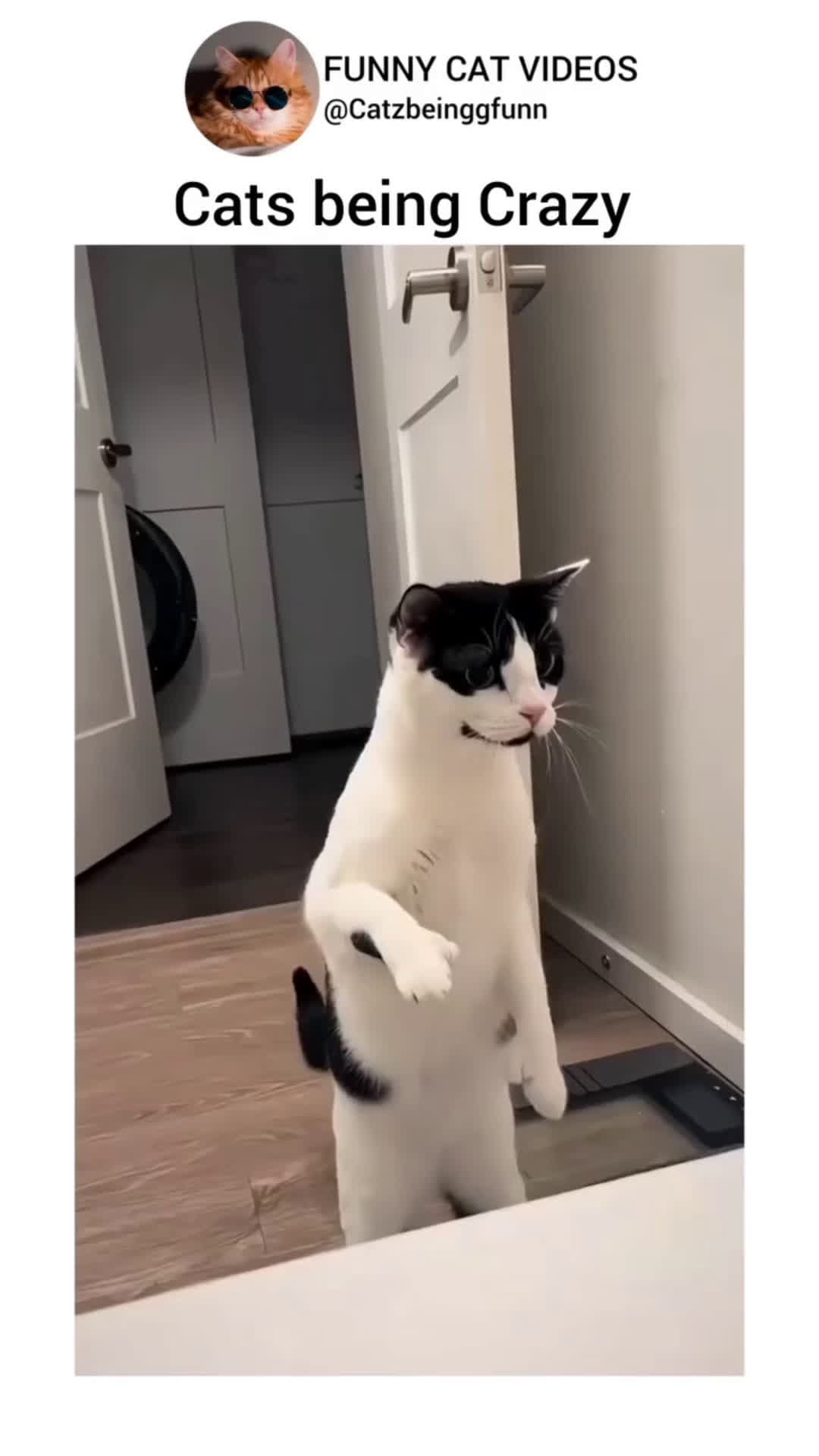 cover for #CaughtOnCamera #lol #funny #funnyvideos #cat #pet #animals #trending #viral Cats being crazy 🐈🤣🐱